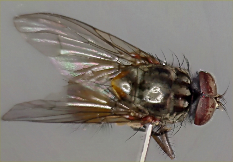 Phaonia subventa.jpg